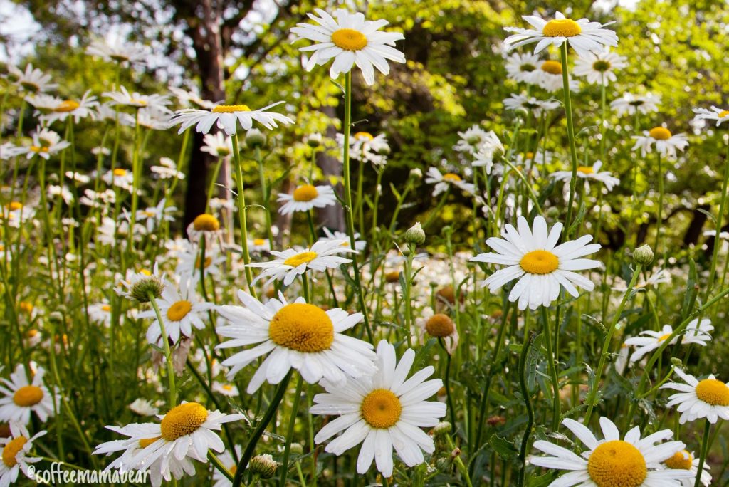 Field of Daisies